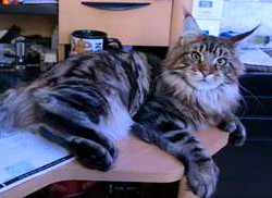 Harley, a Classic Brown Tabby Poly Boy