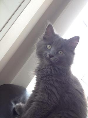 Harlow