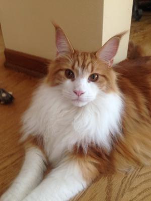 red with white maine coon cat