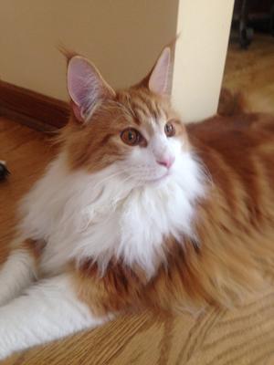 Harvey