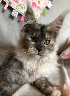 Mercy the Kitten silver purebred maine coon kitten