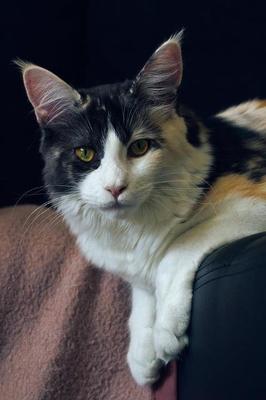 Molly haley cat
