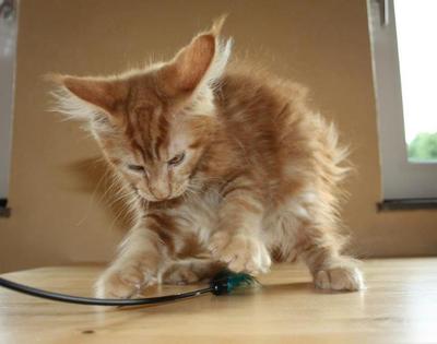 ginger maine coon kitten
