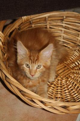 ginger maine coon kitten