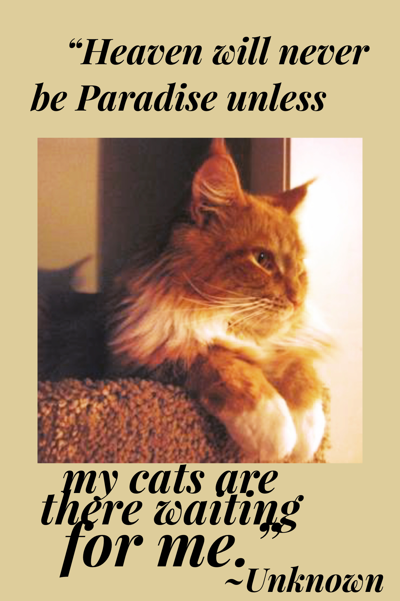 cat quote with image of purebred female ginger maine coon cat