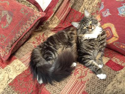 brown tabby with white maine coon on red blankets