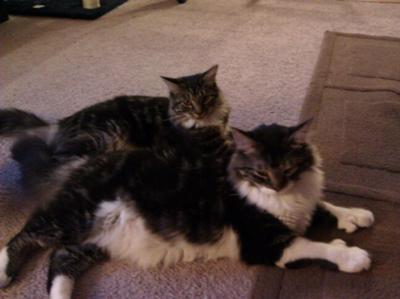 Hemi and Paisley