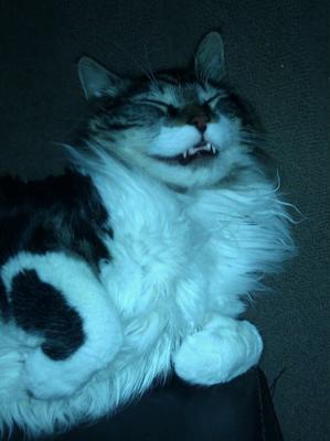 maine coon smiling