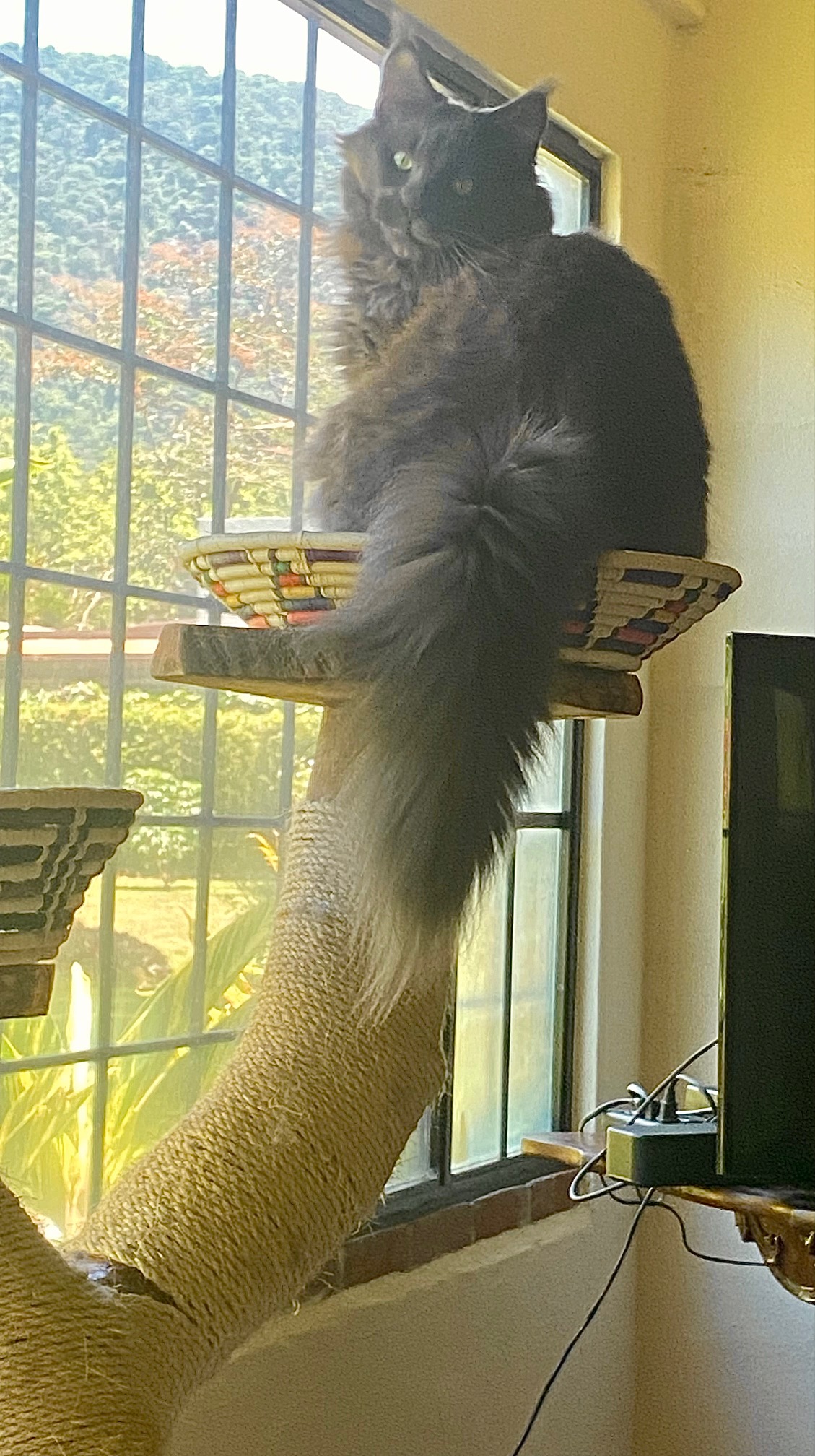 solid gray maine coon cat looking out a window from a cat tree.