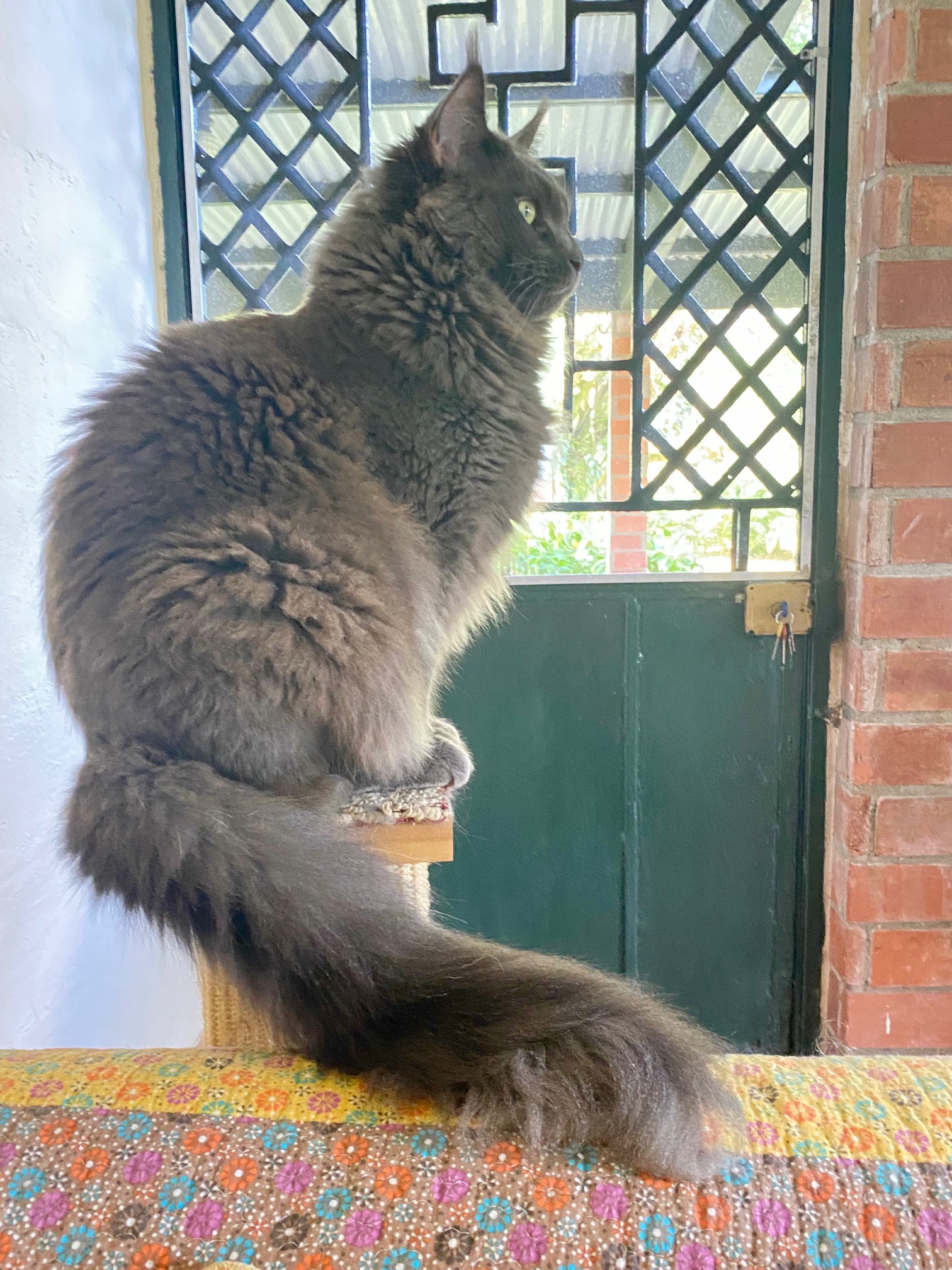 big blue maine coon cat perched atop a scratching post with bushy tail.