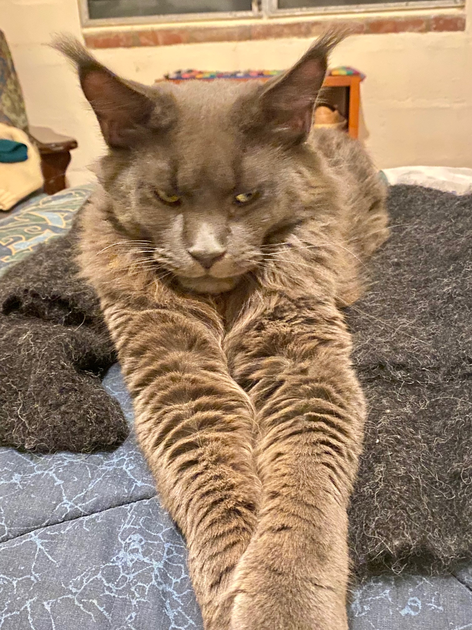 solid blue maine coon cat laying with front legs outstretched.