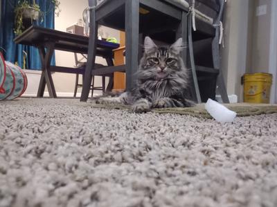 Rainy Skye silver maine coon mix under kitchen chairs and table.