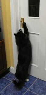 hershey the cat wants to go outside