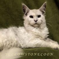 Yellowstonecoon Pinto Butterfly is a High Black Smoke Tortie high black smoke tortie maine coon kitten