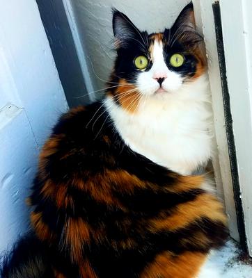 Emmie has a lot of contrast in her coat! calico maine coon cat emmie with white mane and wide eyes
