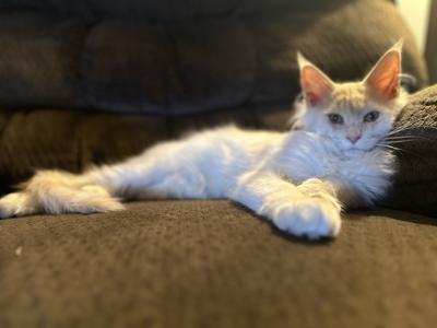 Tibby high red silver maine coon kitten posing