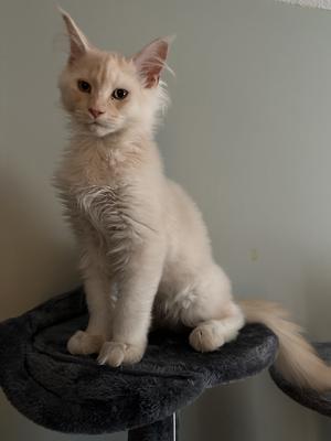 Tibby high red silver maine coon kitten