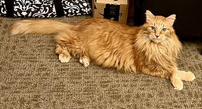ginger maine coon laying with paws cossed
