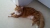 red tabby rescued cat