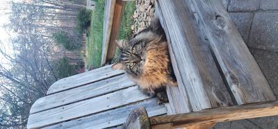 brown tabby maine coon mix on a wooden chair outdoors.