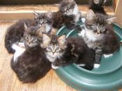 kittens from hollowcoonz