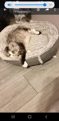 Holly tabby kitty with white mitts on a cat bed.