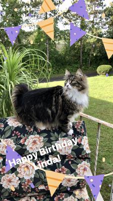 pretty brown and white maine coon outdoors.