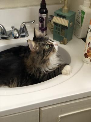 brown and white maine coon in sink.
