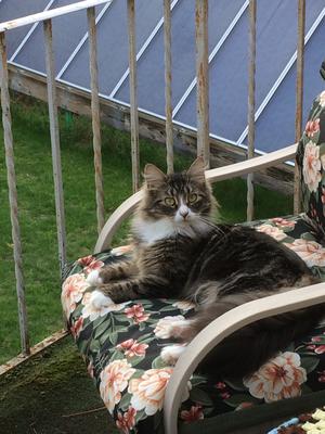 brown tabby with white female maine coon on outdoor furniture.