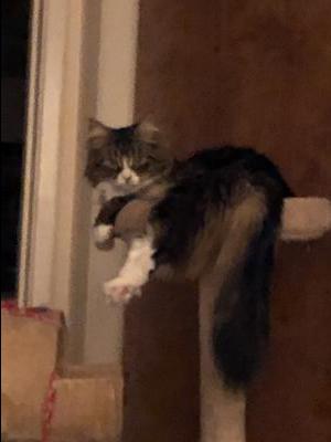 maine coon brown tabby with white on cat tree.