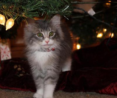 Holly Belle