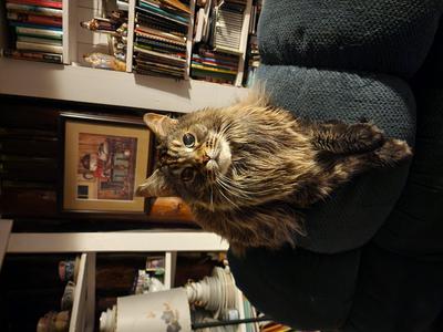 pretty brown tabby maine coon posing.