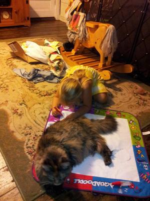 brown tabby maine coon lounging with young child.
