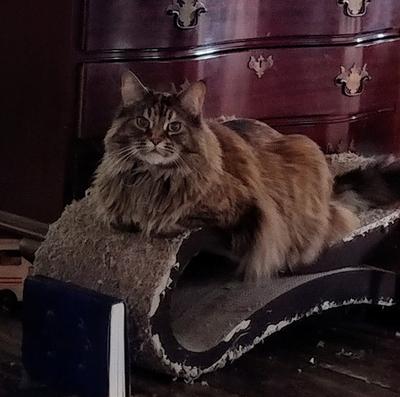 pretty purebred brown maine coon posing.