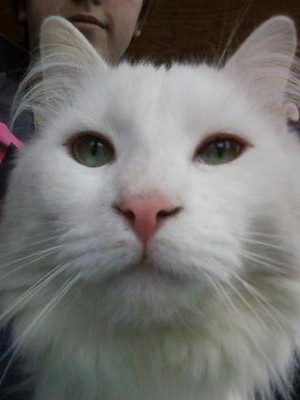 Horatio