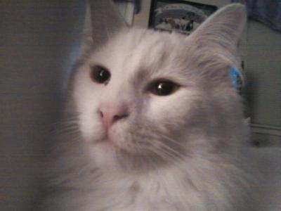 Horatio