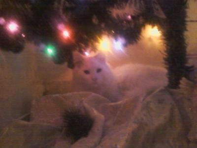 Horatio