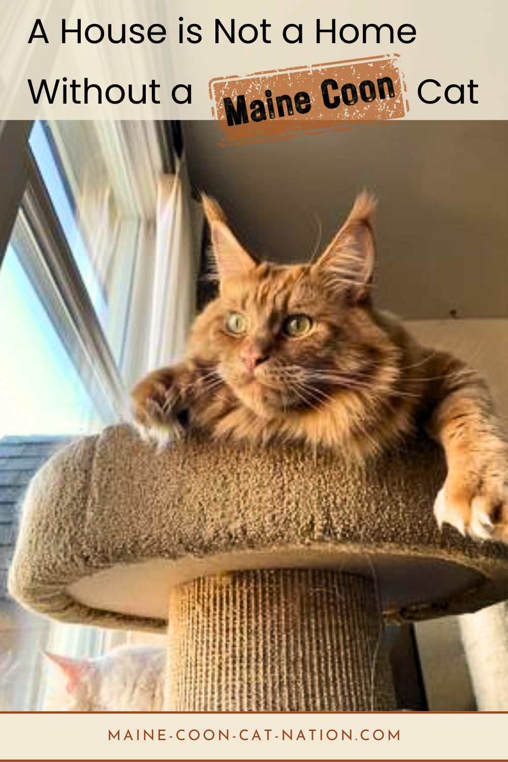 a house is not a home without a maine coon quote