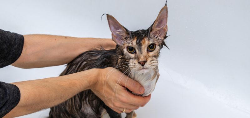 wet maine coon cat in bathtub being bathed