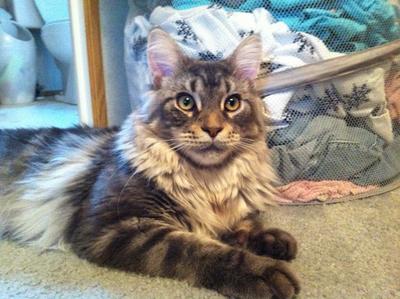 Huckleberry
