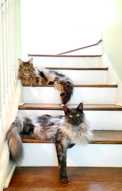 Hunley and Enzo hunley-enzo.jpg