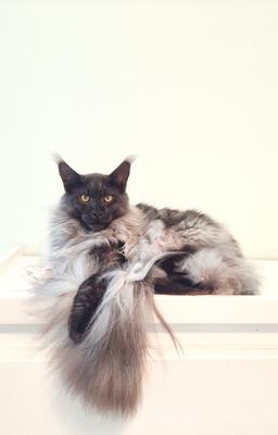 beautiful black smoke maine coon cat.