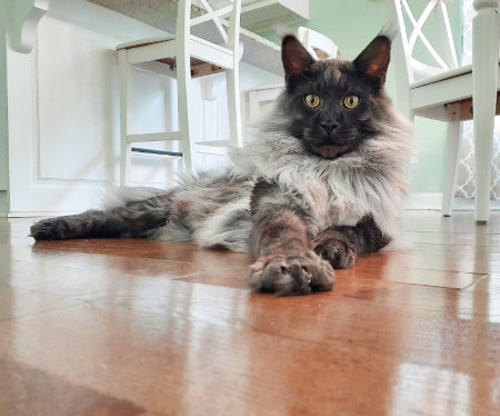 Hunley the Black Smoke Maine Coon black smoke maine coon cat on wood floor