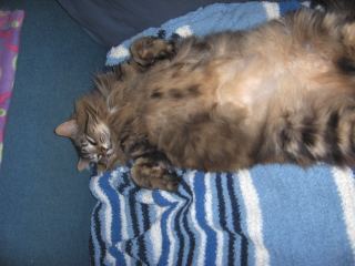 Hunter the Maine Coon on his back