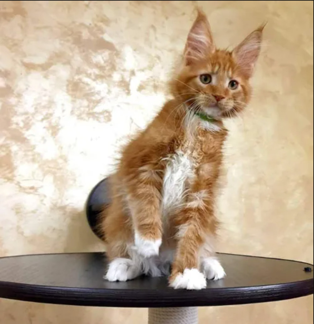 handsome white and ginger male kitten