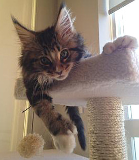 Hunter the kitten lounging on his cat scratching furniture kitten lounging on his cat scratching furniture