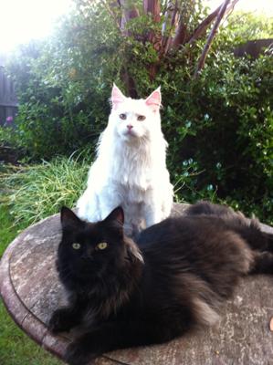 Ice and Jet in the Garden