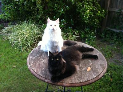 Ice and Jet in the Garden