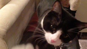 Bowie