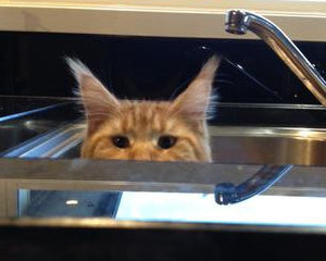 red maine coon cat in sink